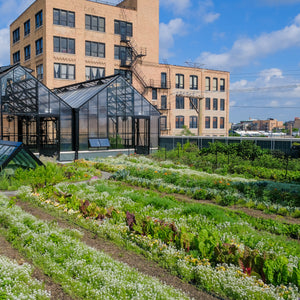 TRC Green Roof Tour Friday, June 5th 5:30-6:00pm