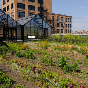 TRC Green Roof Tour Friday, September 4th 5:30-6:00pm