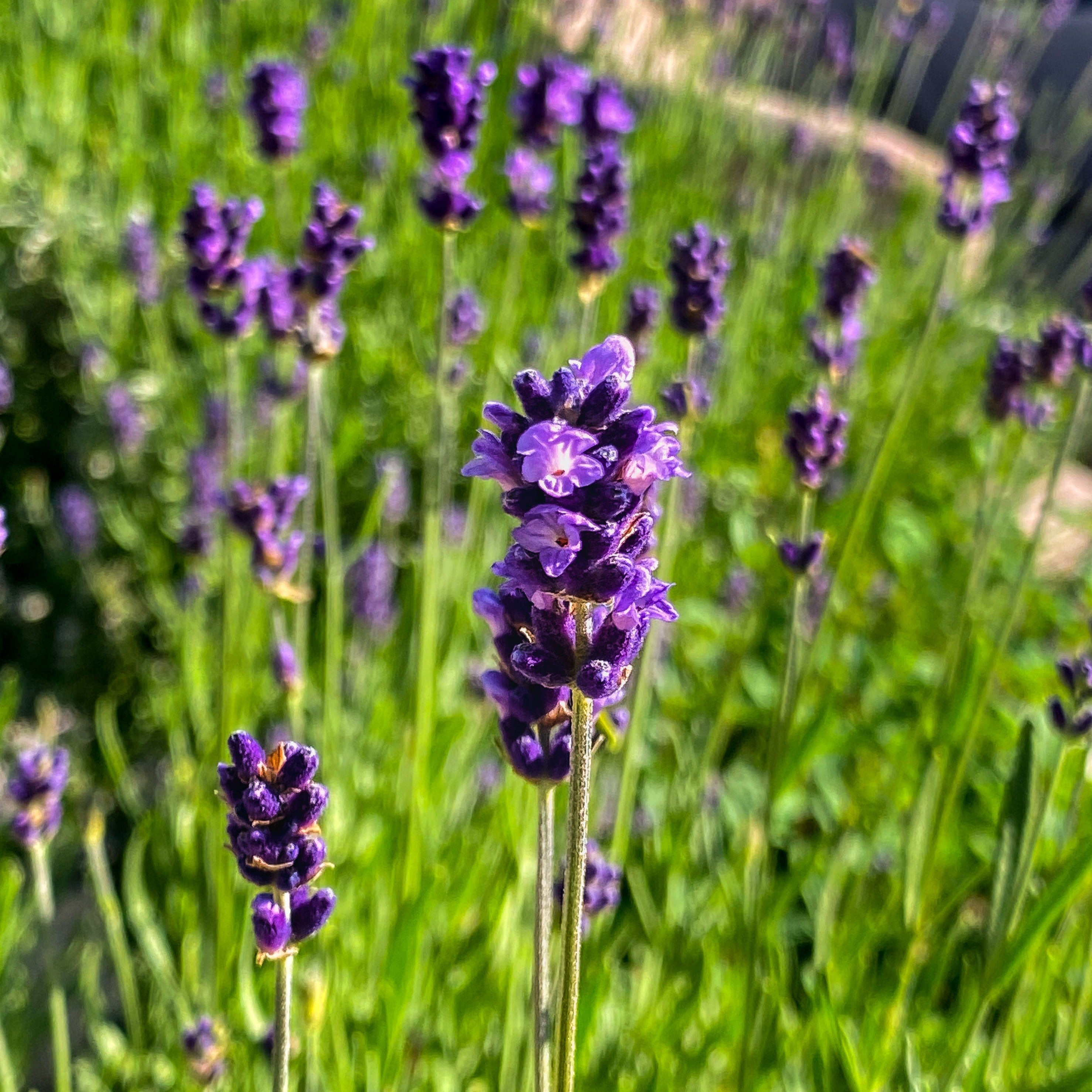 honey lavender plant Raw Local Infused Lavender Honey – Third Season by The Roof Crop