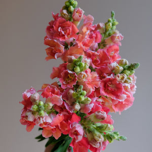 Spring Season Locally Grown Flowers CSA (2026 Pre-Sale)