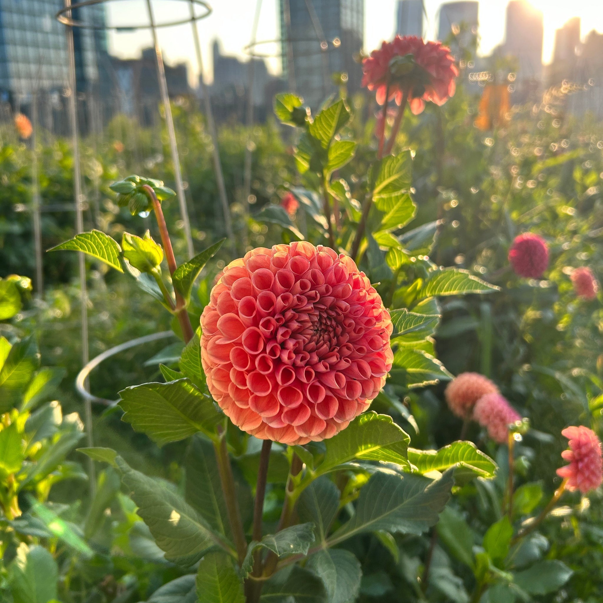 Fall Season Locally Grown Flowers CSA (2026 Pre-Sale) – Third