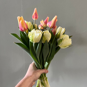Locally Grown Tulips