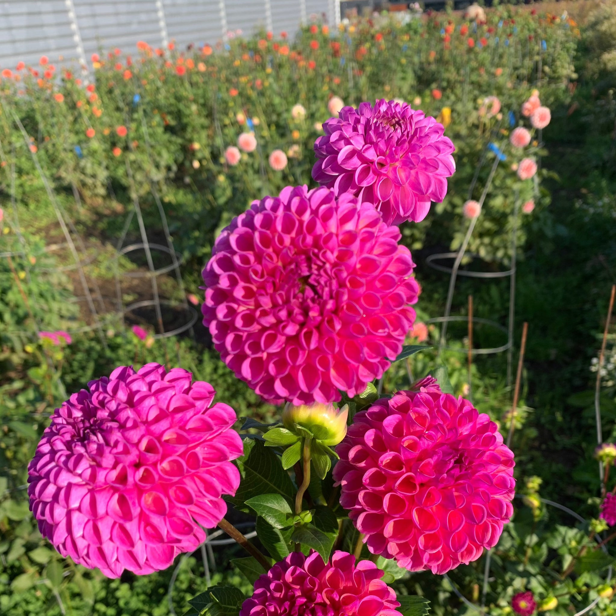 Dahlia CSA (2026 Pre-Sale) – Third Season by The Roof Crop