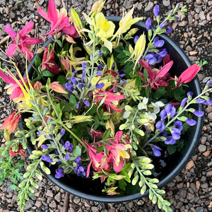 Spring Season Locally Grown Flowers CSA (2026 Pre-Sale)