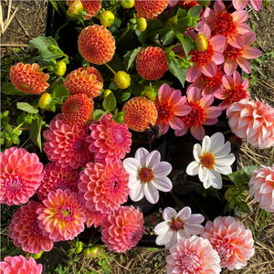 Dahlia CSA (2026 Pre-Sale)