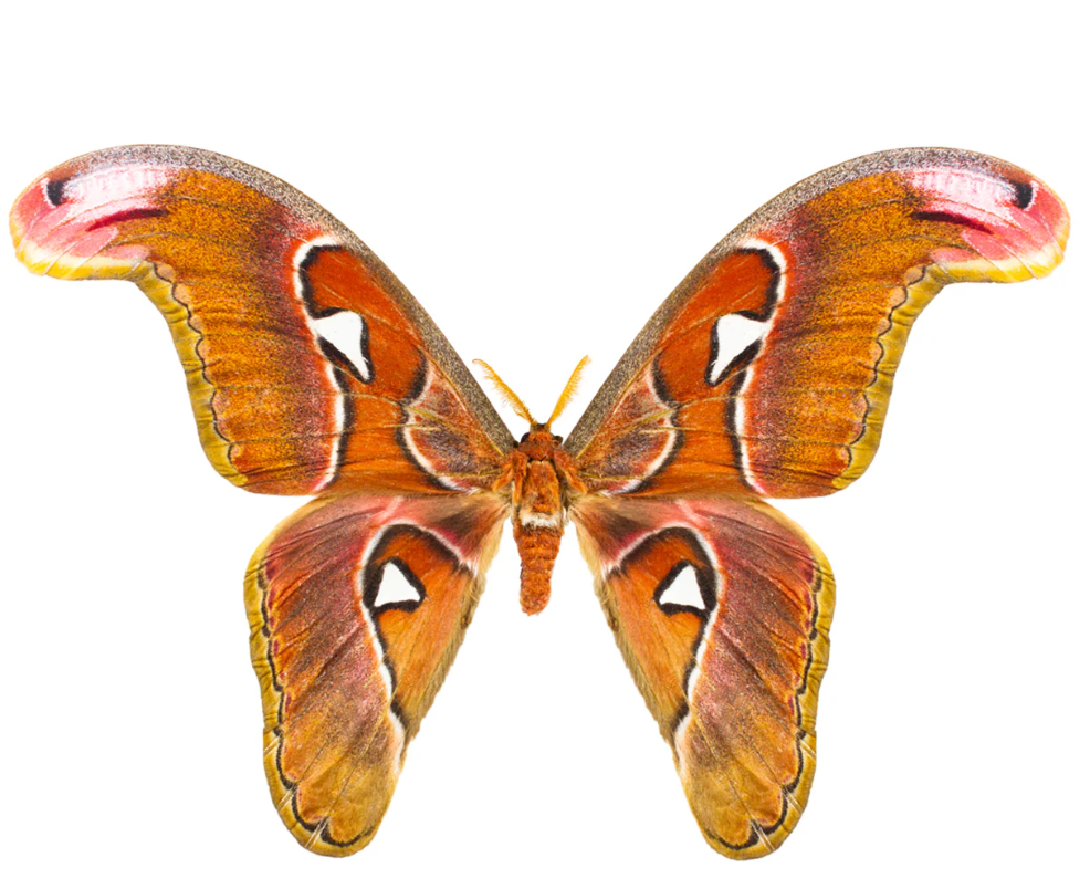 Large butterfly with brown and orange wings on a white background