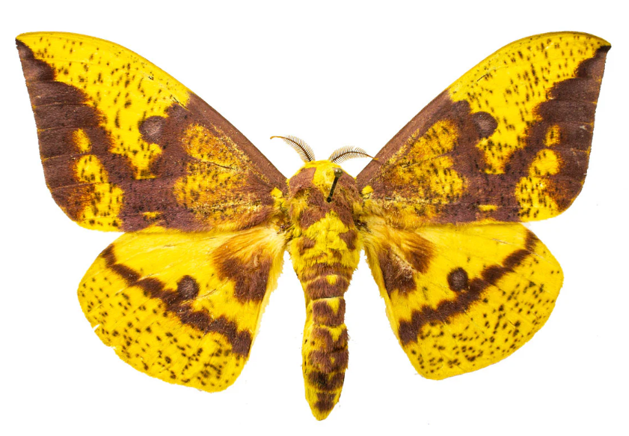 Yellow and brown moth on a white background