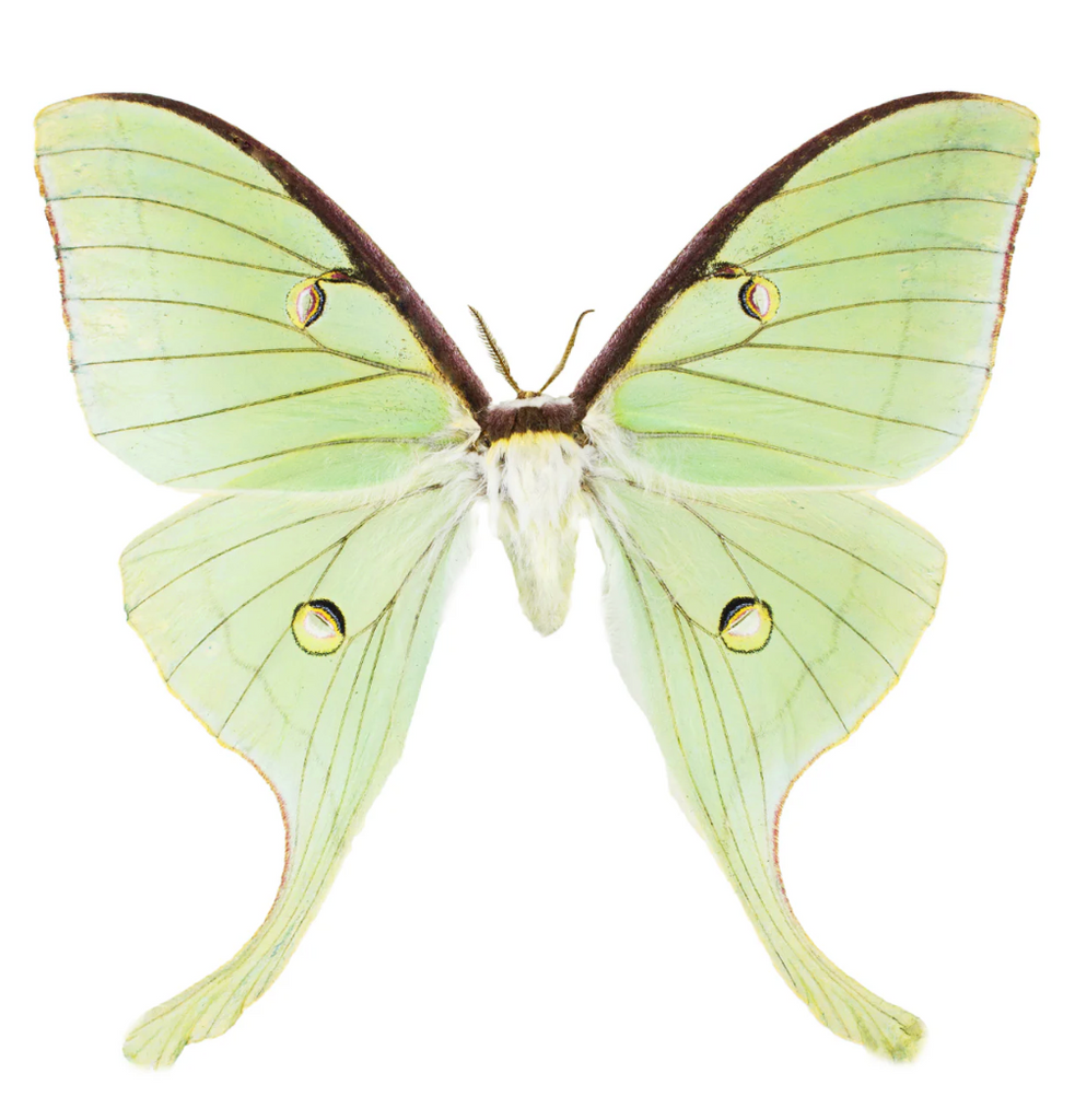 Light green moth with brown edges on a white background