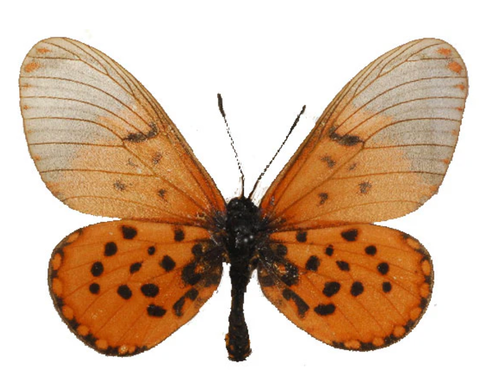 Butterfly with orange wings and black spots on a white background