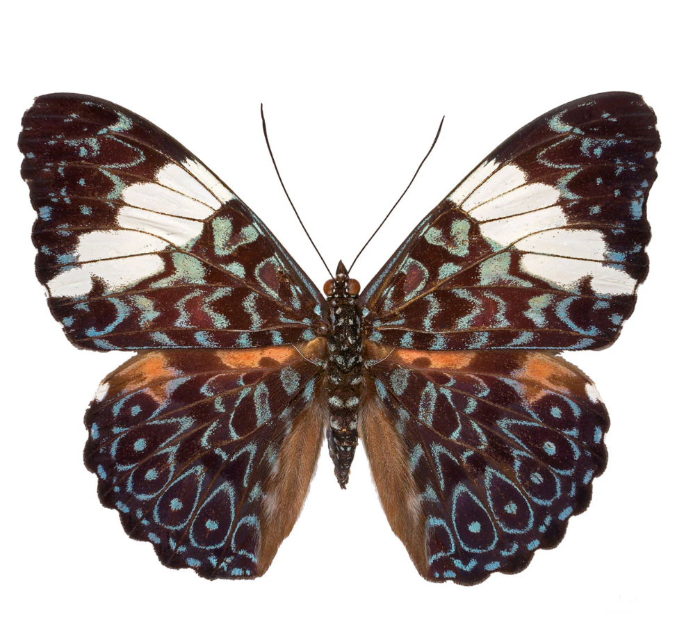 Butterfly with brown, white, and blue wings on a white background
