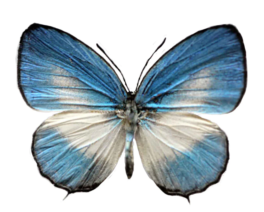 Butterfly with blue and white wings on a white background