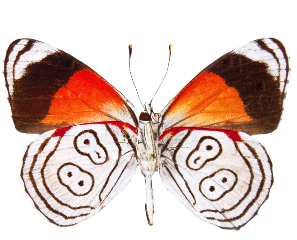 Butterfly with orange, white, and black wings on a white background