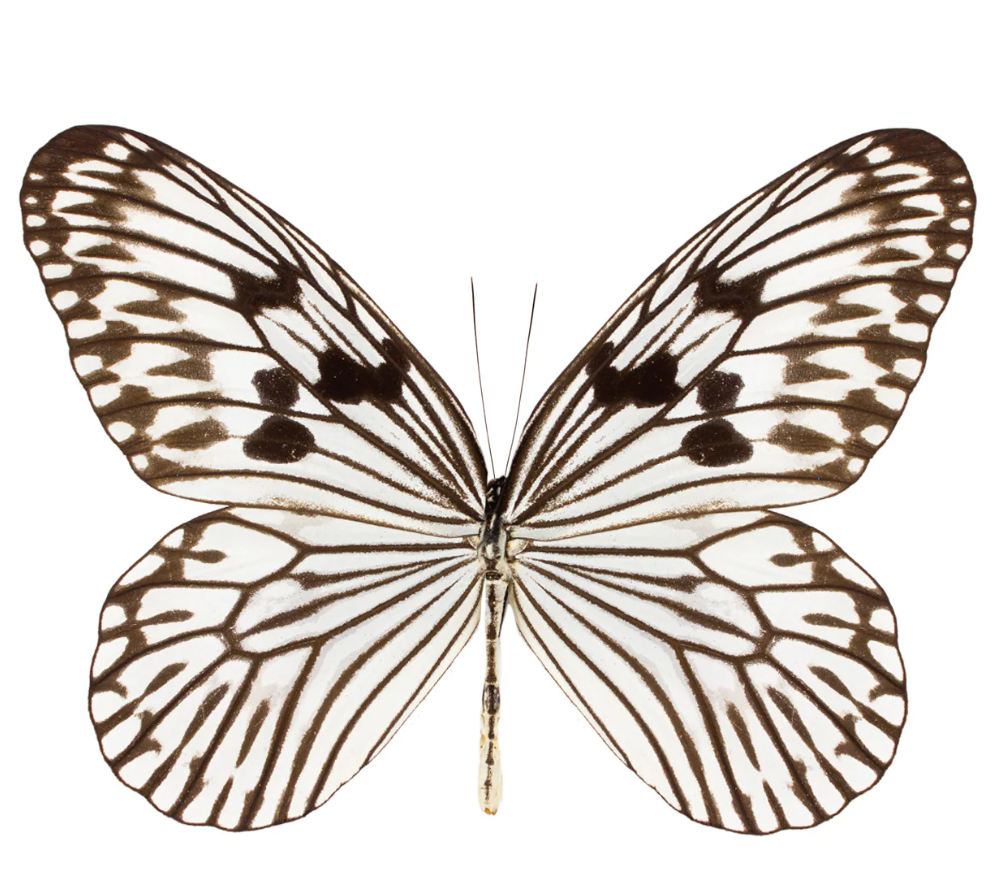 Butterfly with brown and white wings on a white background