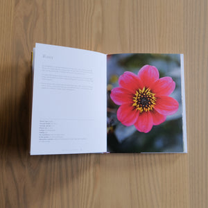 Dahlias