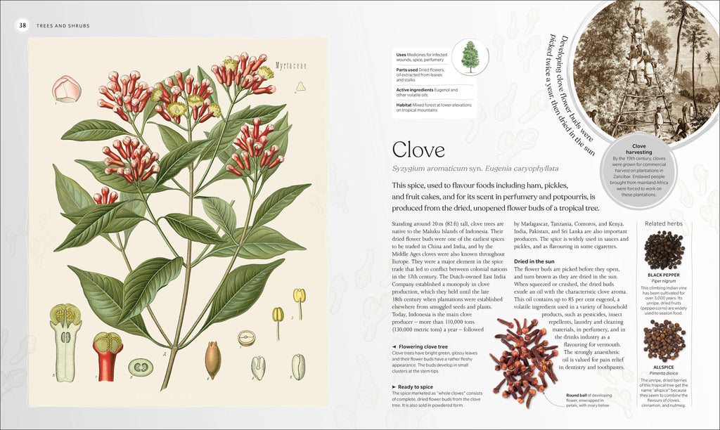 Illustration of a clove plant with text and additional images on a white background