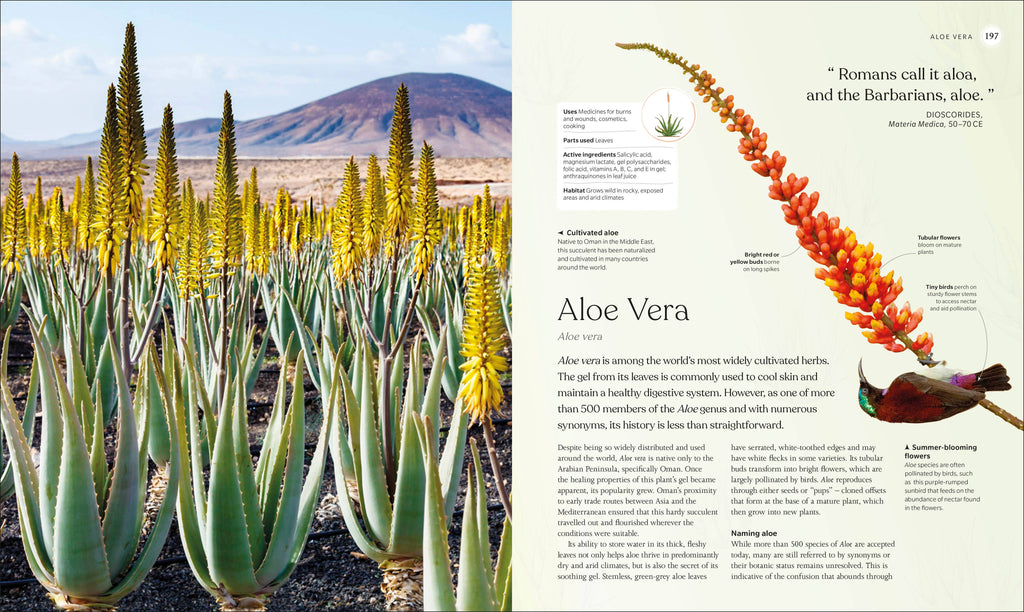 Giant aloe vera plants with text on a white background