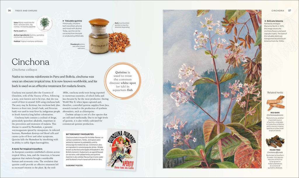 Book page with text and illustration of Cinchona plant