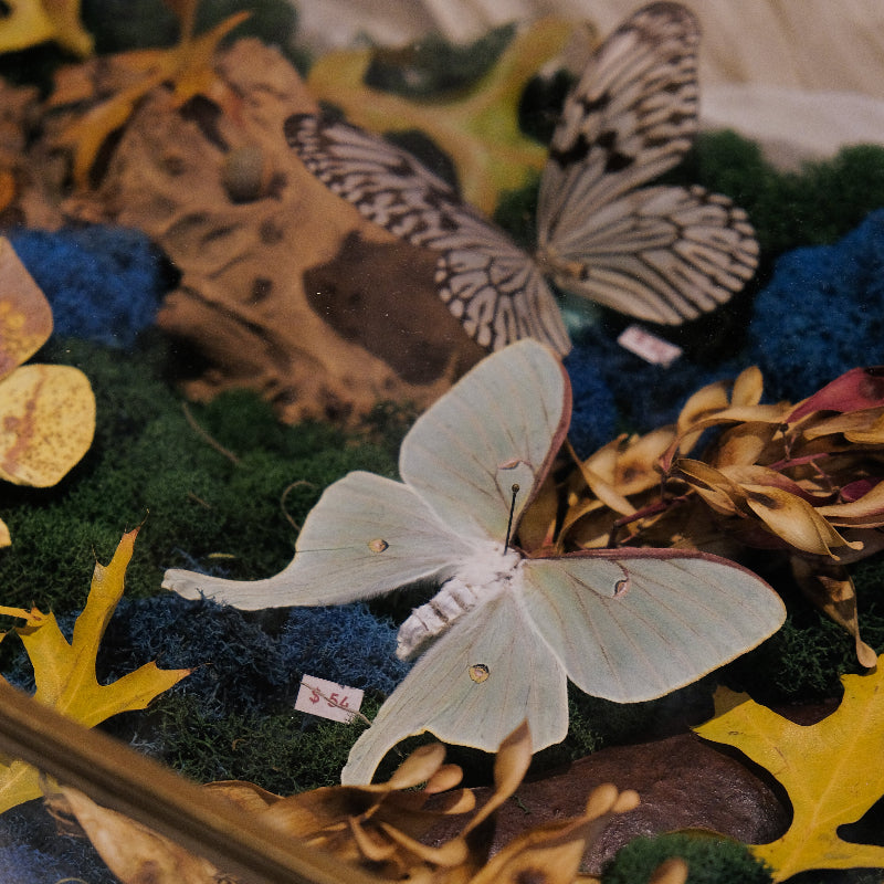 Collection of butterflies and leaves in a decorative box