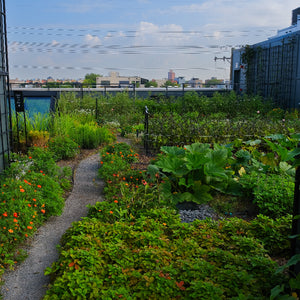 TRC Green Roof Tour Friday, September 4th 5:30-6:00pm
