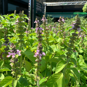 Artisan Tulsi Loose Leaf Tisane